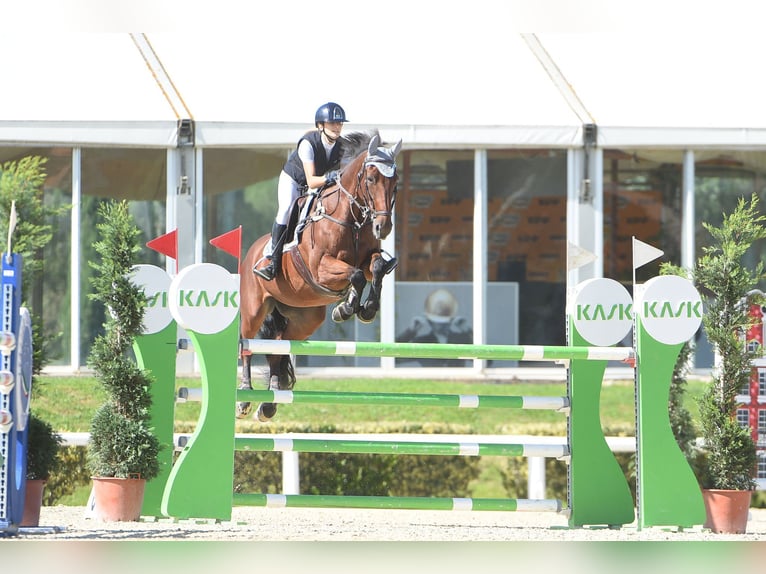 Cheval de Sport Belge Jument 14 Ans 168 cm Bai in Roma