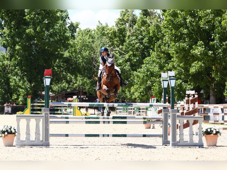 Cheval de Sport Belge Jument 14 Ans 168 cm Bai in Roma