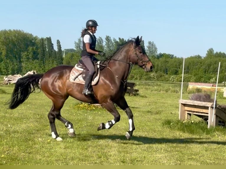 Cheval de Sport Belge Jument 15 Ans 172 cm Bai brun in Birnem
