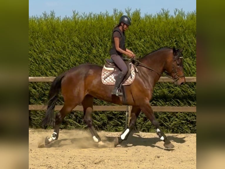 Cheval de Sport Belge Jument 15 Ans 172 cm Bai brun in Birnem