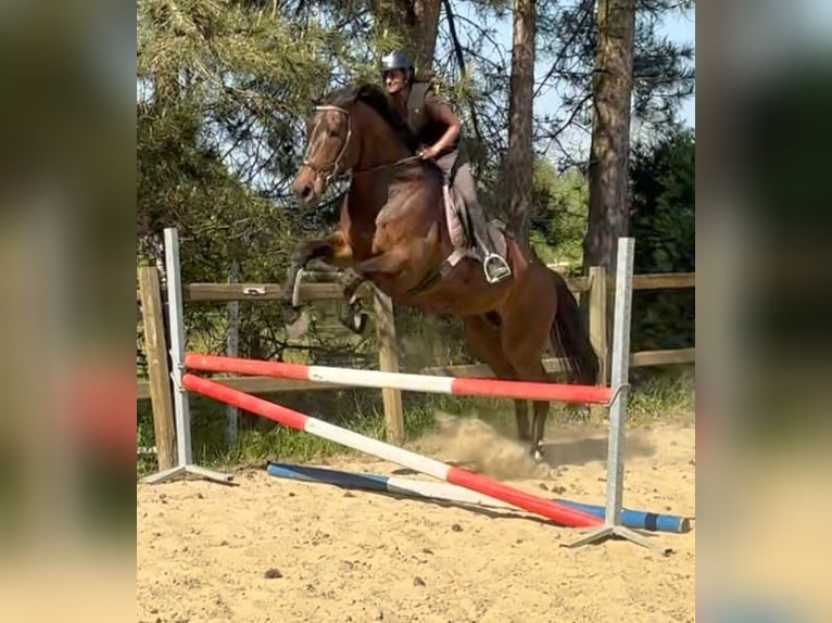 Cheval de Sport Belge Jument 15 Ans 172 cm Bai brun in Birnem