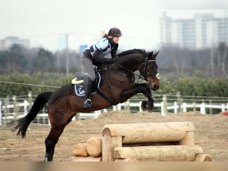 Cheval de Sport Belge Jument 1 Année 166 cm Palomino in Weiskirchen