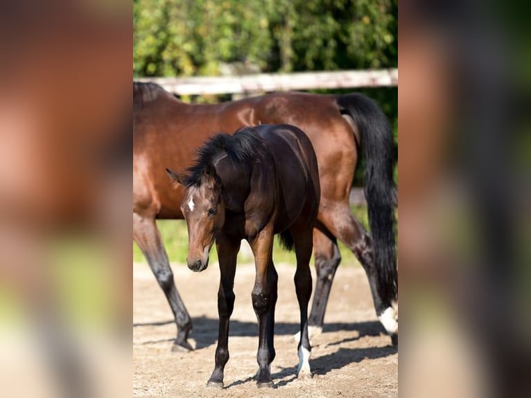 Cheval de Sport Belge Jument 1 Année 172 cm Bai brun in Pelt