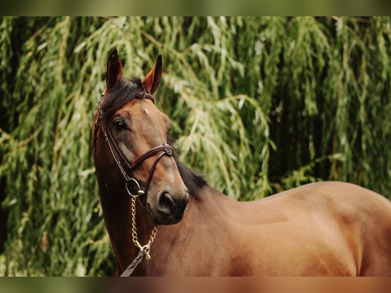 Cheval de Sport Belge Jument 1 Année Bai brun in garby