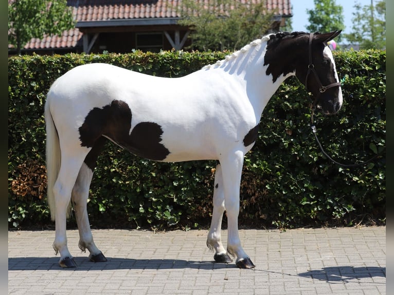 Cheval de Sport Belge Jument 2 Ans 153 cm Pinto in Zieuwent