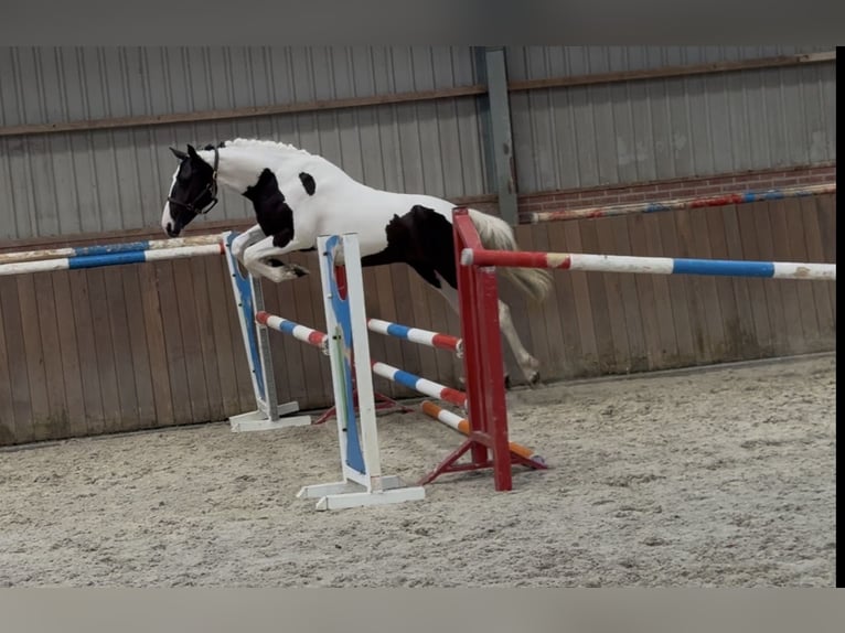 Cheval de Sport Belge Jument 2 Ans 153 cm Pinto in Zieuwent
