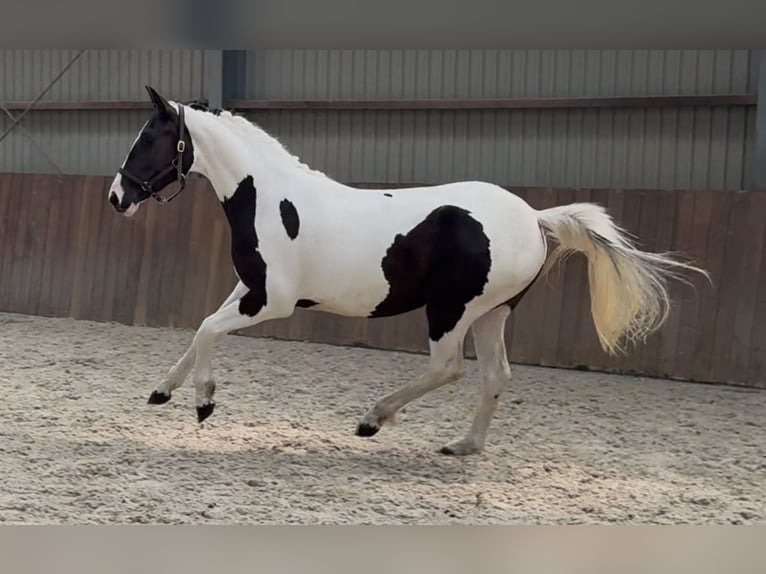 Cheval de Sport Belge Jument 2 Ans 153 cm Pinto in Zieuwent