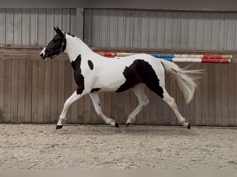 Cheval de Sport Belge Jument 2 Ans 153 cm Pinto in Zieuwent
