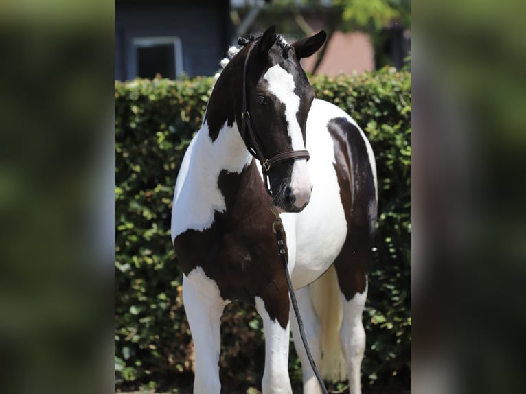 Cheval de Sport Belge Jument 2 Ans 153 cm Pinto in Zieuwent