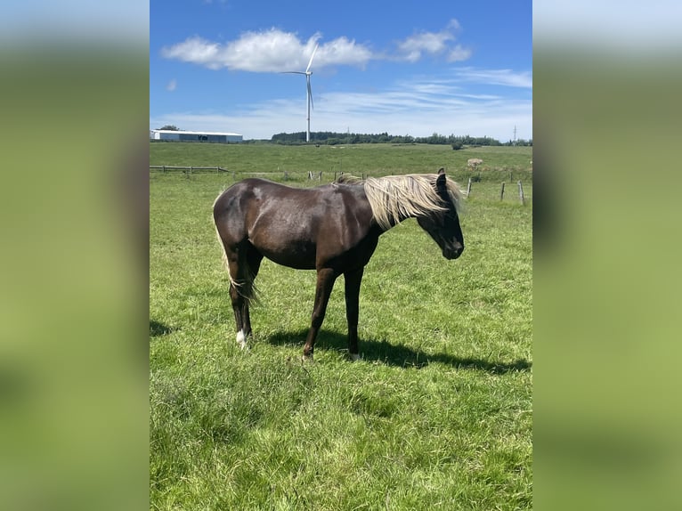 Cheval de Sport Belge Croisé Jument 2 Ans 158 cm  in Bastogne