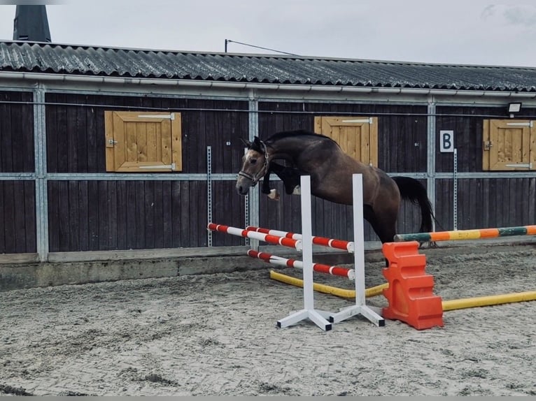 Cheval de Sport Belge Jument 2 Ans 158 cm Gris in Bellaire