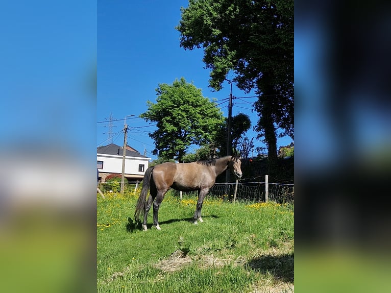 Cheval de Sport Belge Jument 2 Ans 158 cm Gris in Bellaire