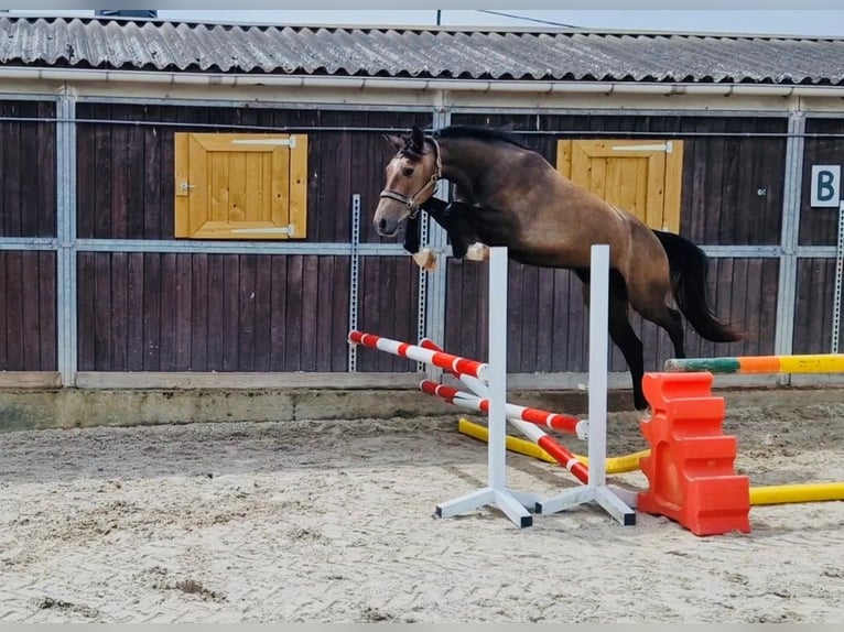 Cheval de Sport Belge Jument 2 Ans 158 cm Gris in Bellaire