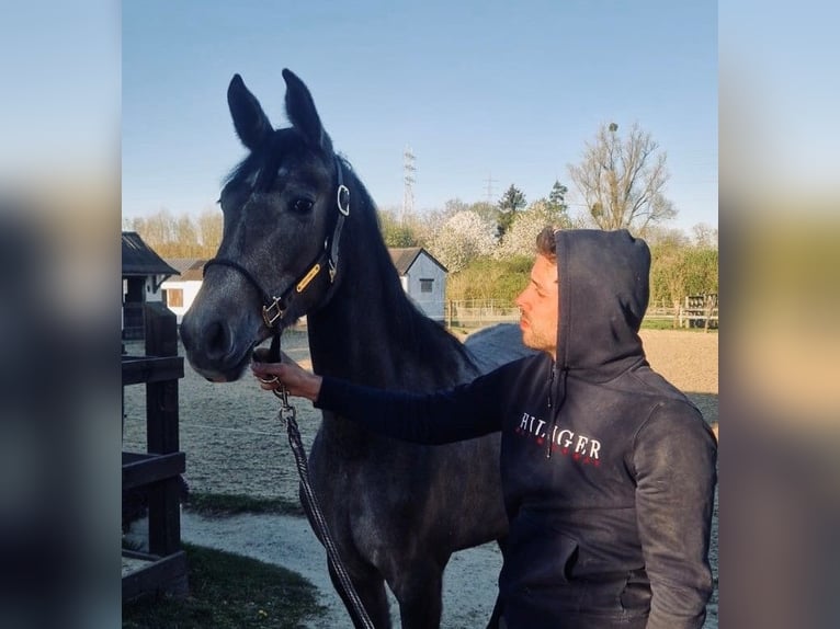 Cheval de Sport Belge Jument 2 Ans 158 cm Gris in Bellaire