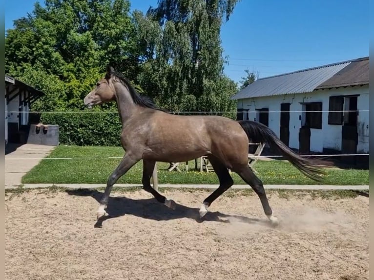 Cheval de Sport Belge Jument 2 Ans 158 cm Gris in Bellaire