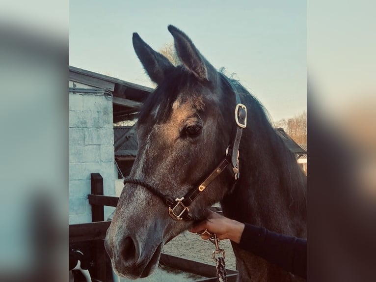 Cheval de Sport Belge Jument 2 Ans 158 cm Gris in Bellaire