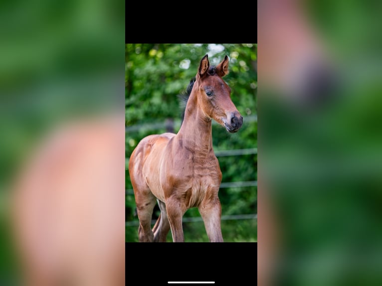 Cheval de Sport Belge Jument 2 Ans 165 cm Bai in Merkelbeek