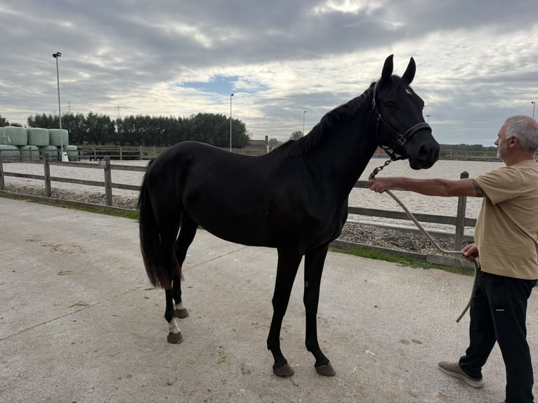 Cheval de Sport Belge Jument 2 Ans Noir in Beveren