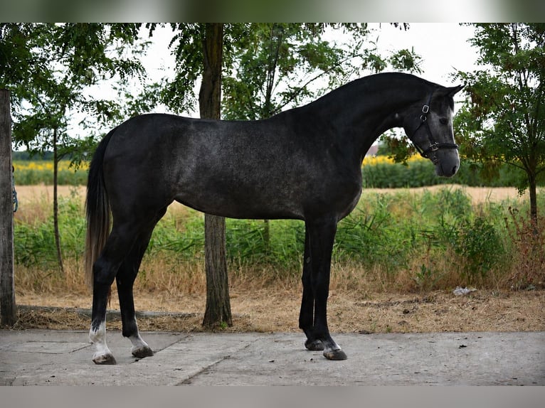 Cheval de Sport Belge Jument 3 Ans 169 cm Gris in Csabacsüd