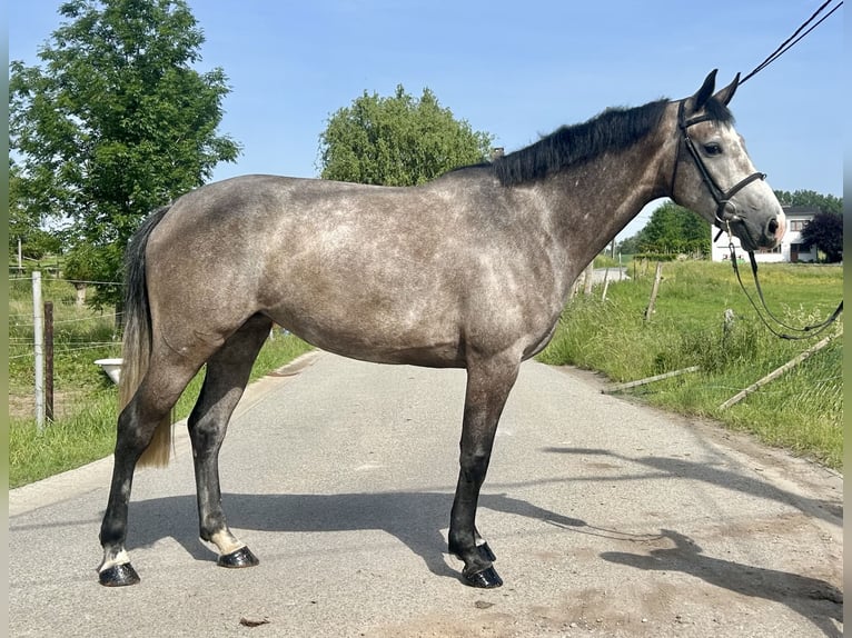 Cheval de Sport Belge Jument 4 Ans 162 cm Gris in Haaltert