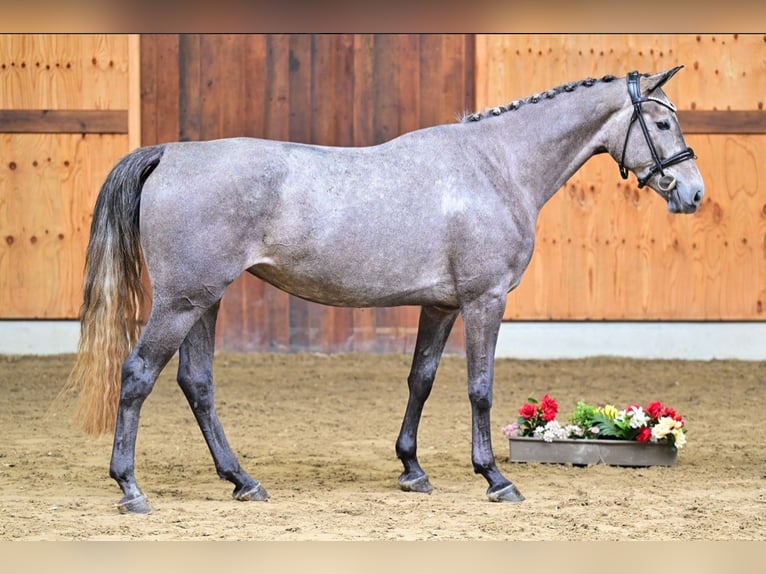 Cheval de Sport Belge Jument 4 Ans 162 cm Gris pommelé in Unterneukirchen