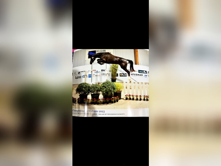 Cheval de Sport Belge Jument 4 Ans 164 cm Alezan brûlé in TollembeekGalmaarden