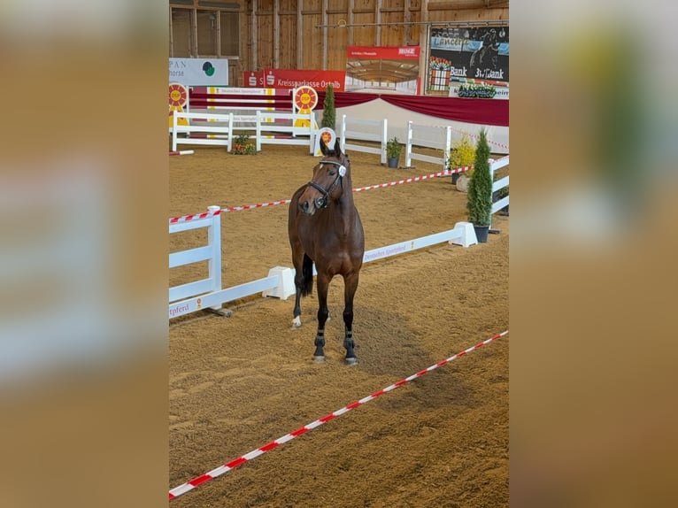 Cheval de Sport Belge Jument 4 Ans 166 cm Bai in Bühlerzell