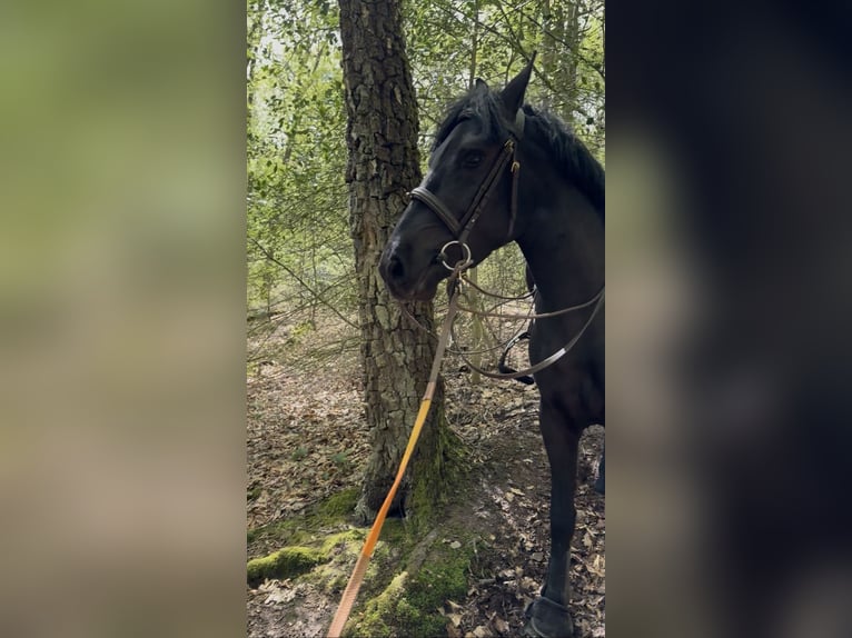 Cheval de Sport Belge Jument 5 Ans 144 cm Noir in Liège