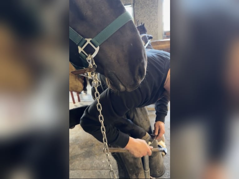 Cheval de Sport Belge Jument 5 Ans 144 cm Noir in Liège