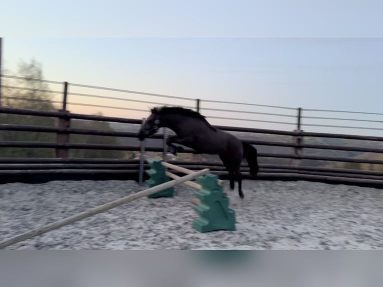 Cheval de Sport Belge Jument 5 Ans 144 cm Noir in Liège