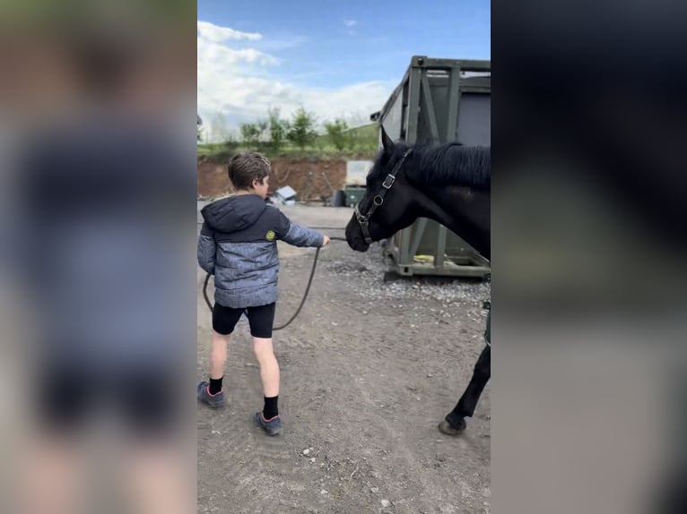 Cheval de Sport Belge Jument 5 Ans 144 cm Noir in Liège