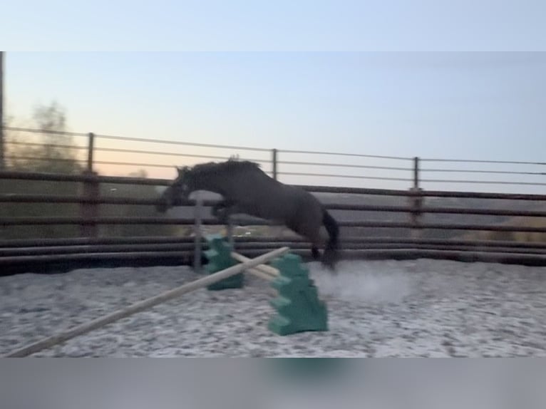 Cheval de Sport Belge Jument 5 Ans 144 cm Noir in Liège