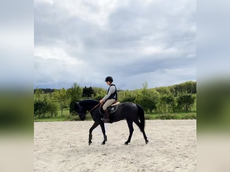 Cheval de Sport Belge Jument 5 Ans 144 cm Noir in Liège