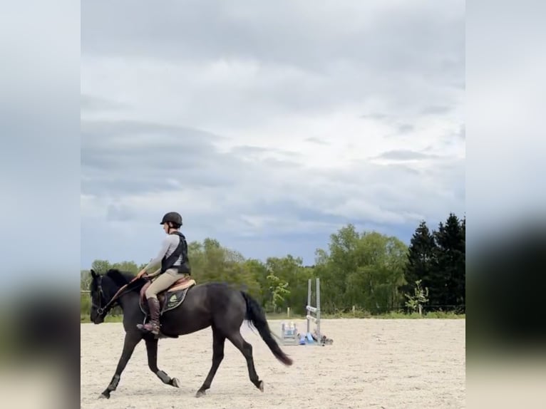 Cheval de Sport Belge Jument 5 Ans 144 cm Noir in Liège