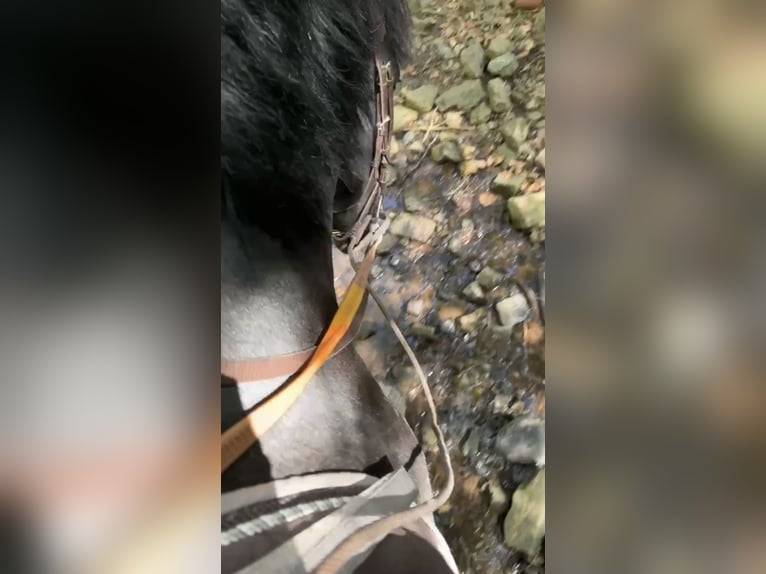 Cheval de Sport Belge Jument 5 Ans 144 cm Noir in Liège