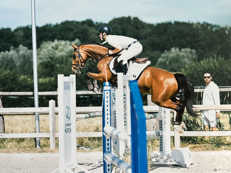 Cheval de Sport Belge Jument 5 Ans 145 cm Bai in Poperinge