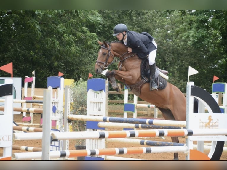 Cheval de Sport Belge Jument 5 Ans 145 cm Bai in Poperinge