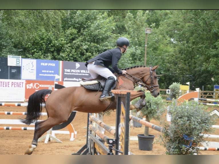 Cheval de Sport Belge Jument 5 Ans 145 cm Bai in Poperinge