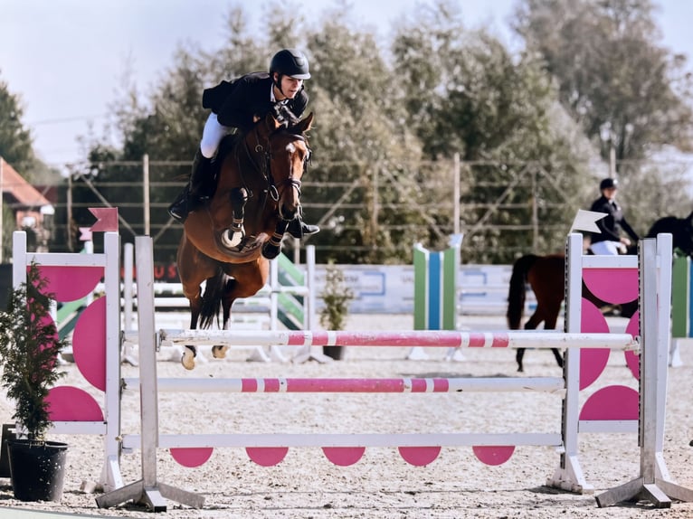 Cheval de Sport Belge Jument 5 Ans 145 cm Bai in Poperinge