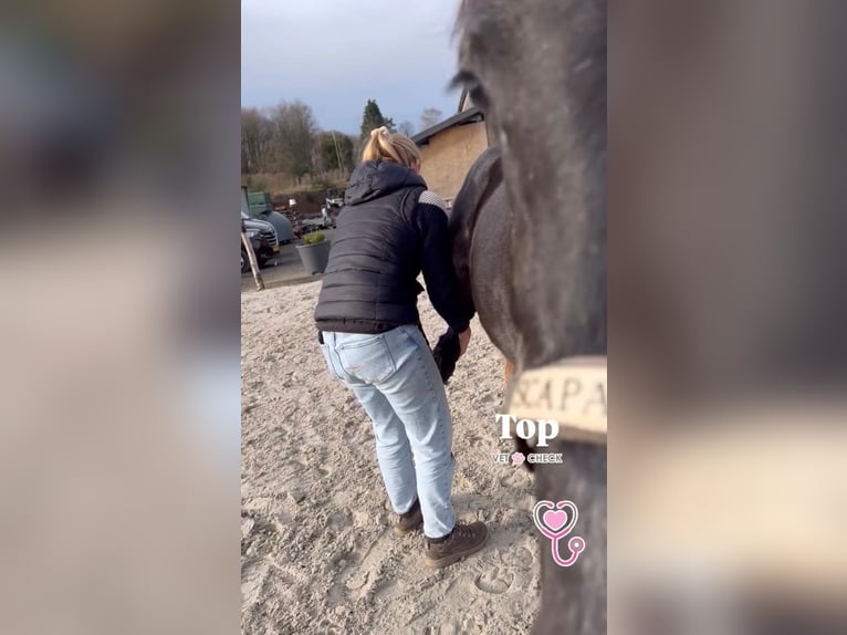Cheval de Sport Belge Jument 5 Ans 145 cm Gris noir in Sprimont
