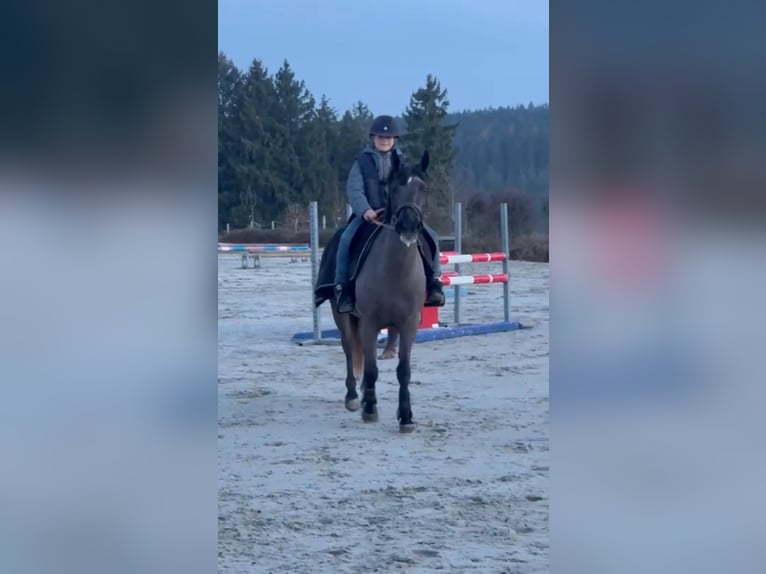 Cheval de Sport Belge Jument 5 Ans 145 cm Gris noir in Sprimont