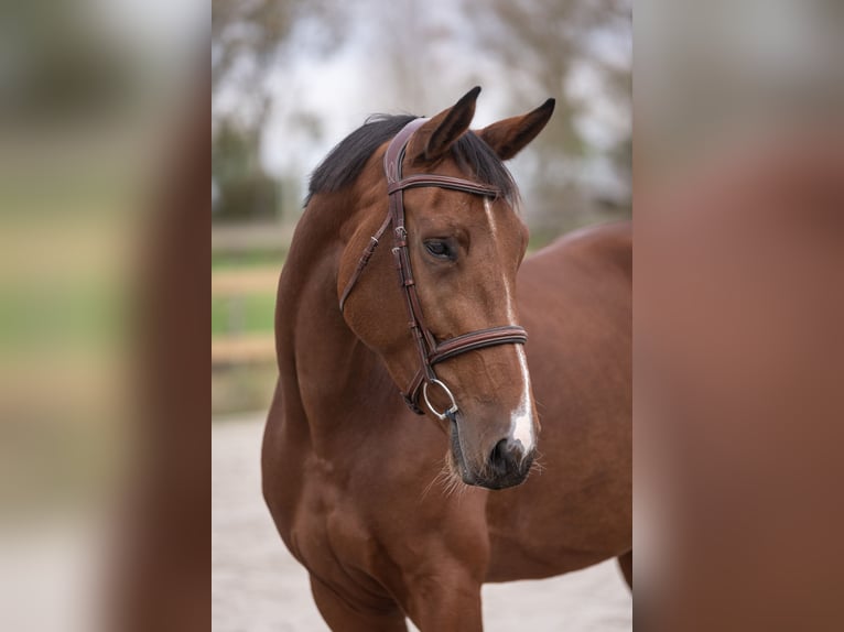 Cheval de Sport Belge Jument 5 Ans 163 cm Bai in Beveren