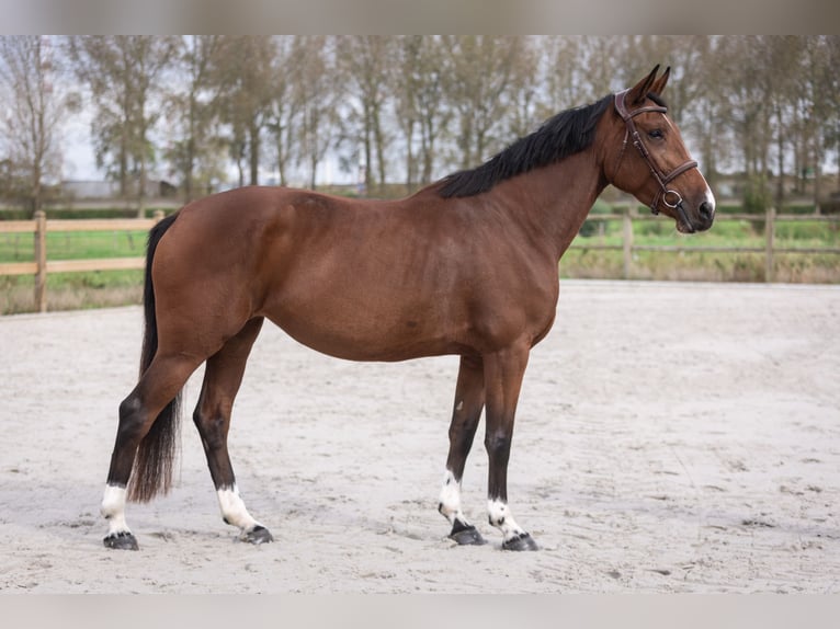 Cheval de Sport Belge Jument 5 Ans 163 cm Bai in Beveren