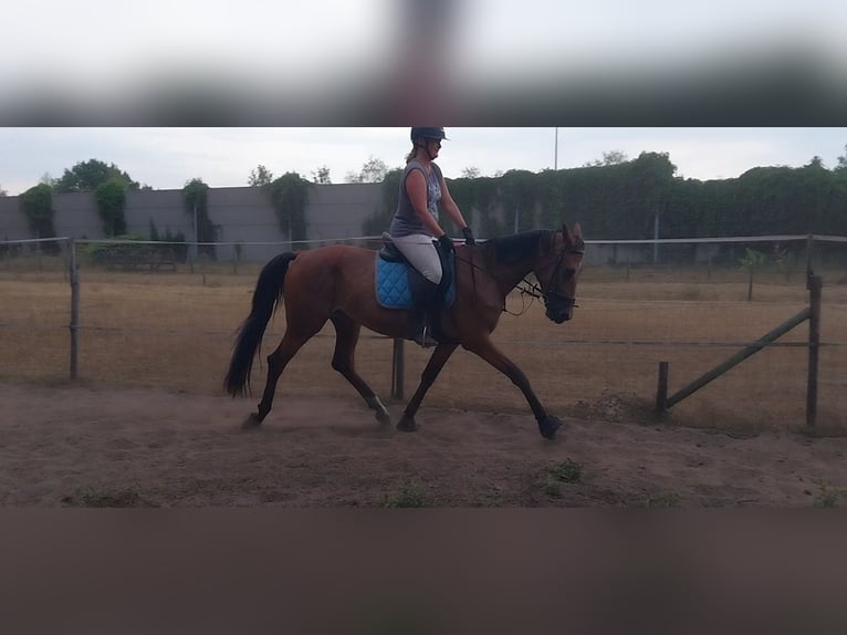 Cheval de Sport Belge Jument 5 Ans 164 cm Bai in Maarsbergen