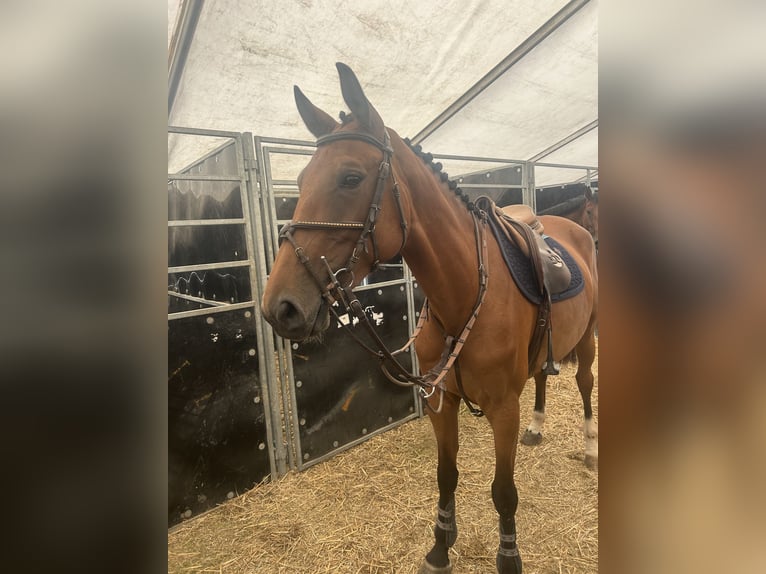 Cheval de Sport Belge Jument 5 Ans 165 cm Bai in Dourdan