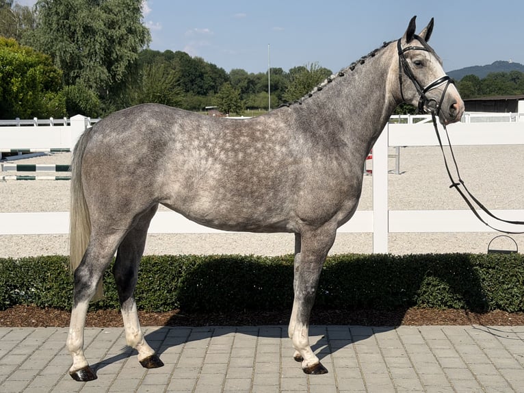 Cheval de Sport Belge Jument 5 Ans 165 cm Gris pommelé in Riedlingen