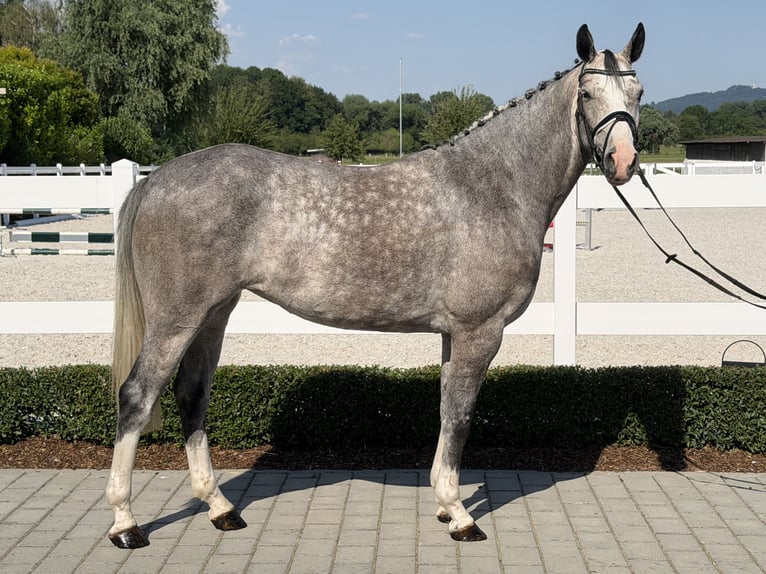 Cheval de Sport Belge Jument 5 Ans 165 cm Gris pommelé in Riedlingen