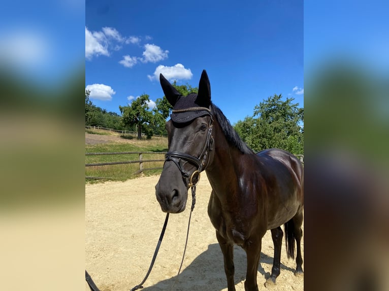Cheval de Sport Belge Jument 5 Ans 167 cm Noir in Iserlohn