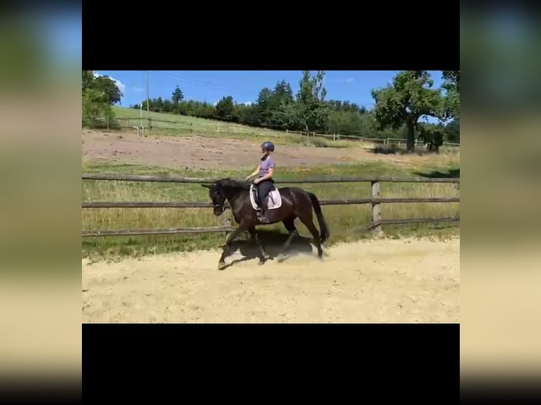 Cheval de Sport Belge Jument 5 Ans 167 cm Noir in Iserlohn