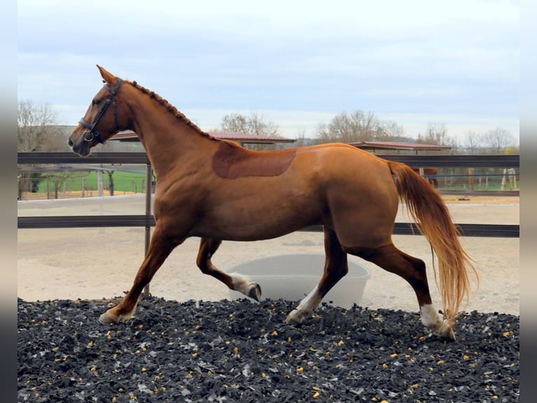 Cheval de Sport Belge Jument 5 Ans 168 cm Alezan in Ahuy